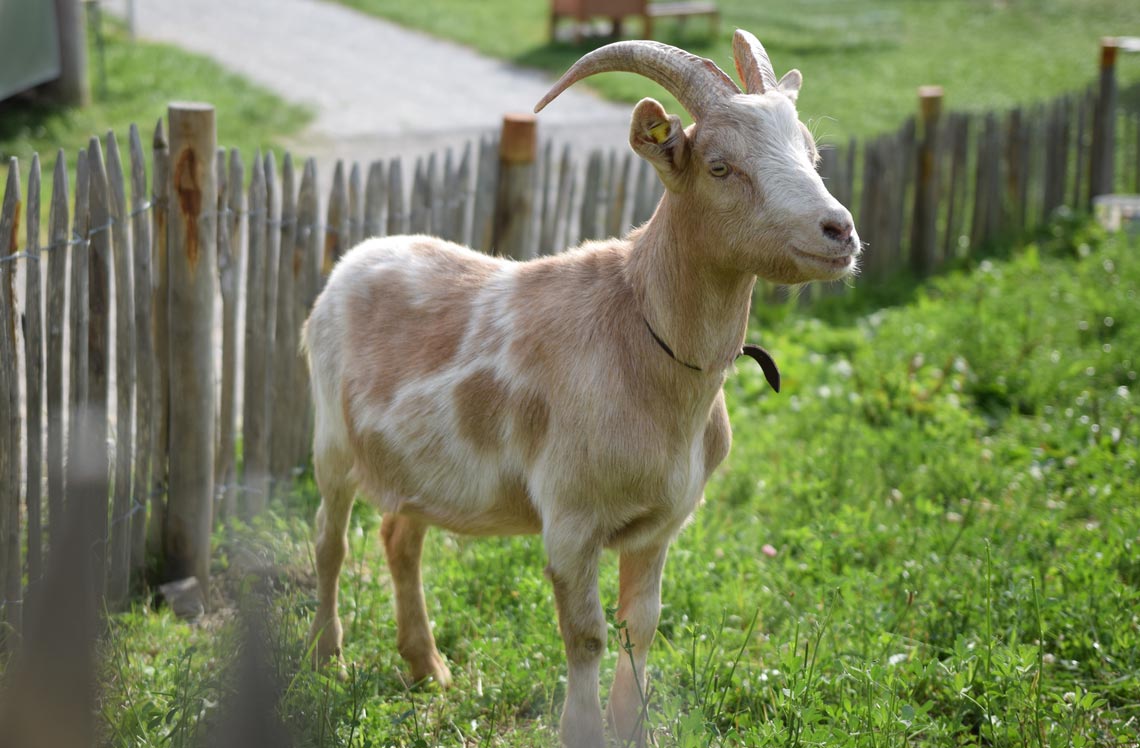 Erlebnis Bauernhof Waldmössingen