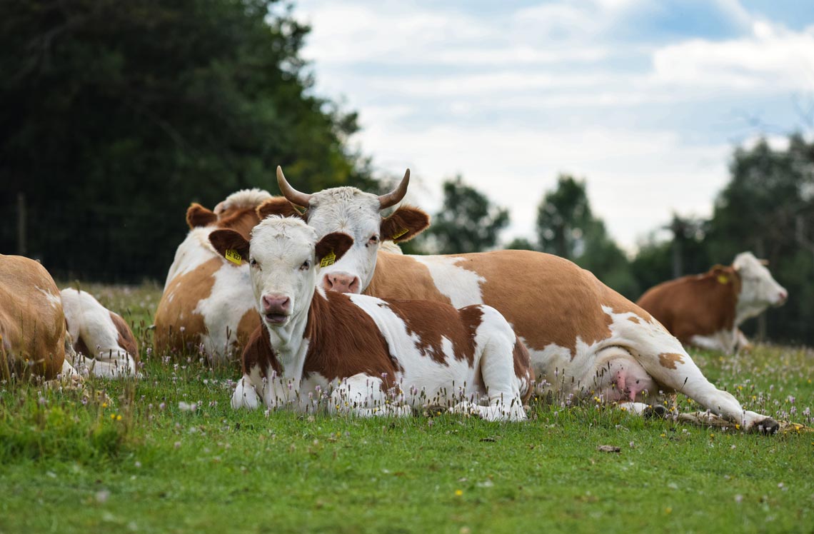 Erlebnis Bauernhof Waldmössingen – Kuhweide