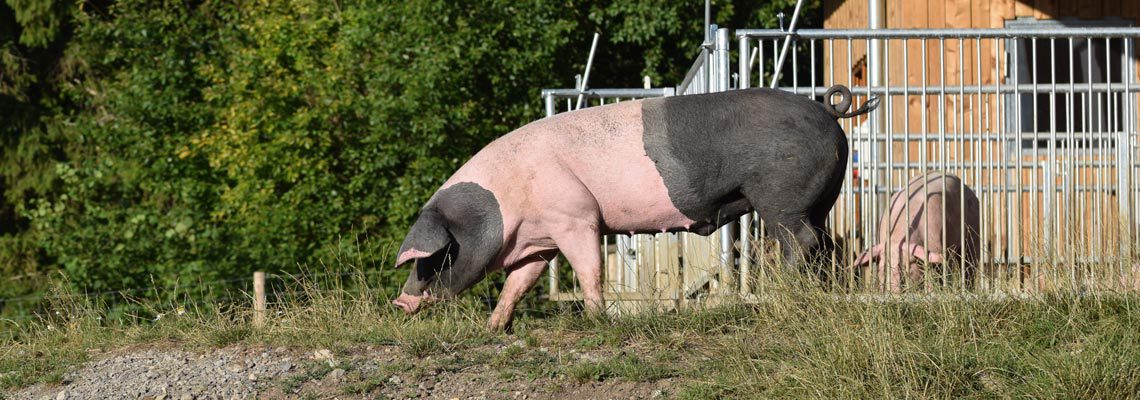 Erlebnis Bauernhof Schweinestall