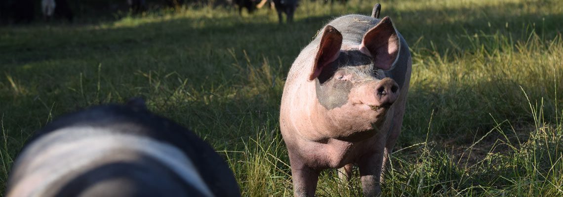 Erlebnis Bauernhof Schwein