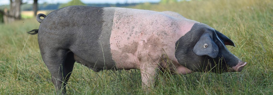 Erlebnis Bauernhof Schwein