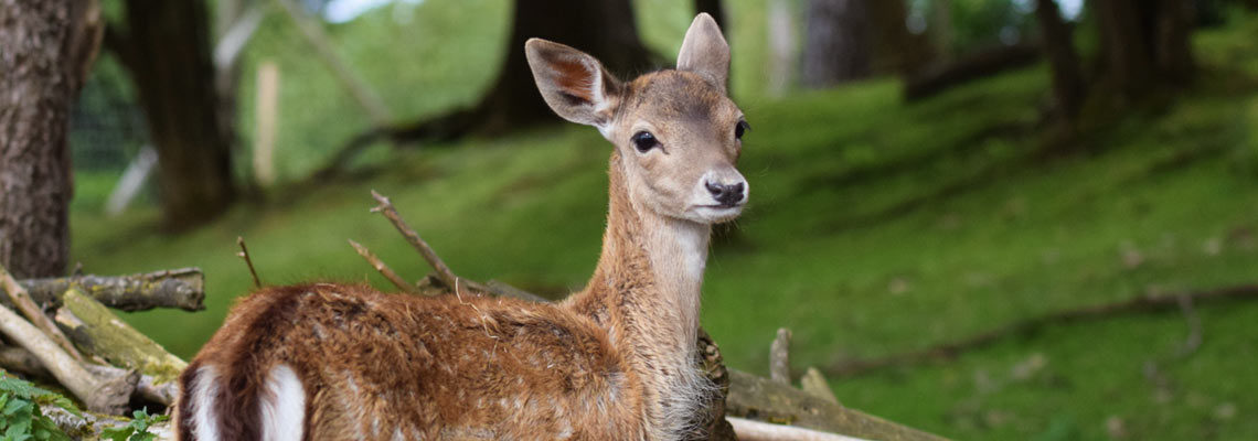 Erlebnis Bauernhof Waldmössingen – Wildgehege