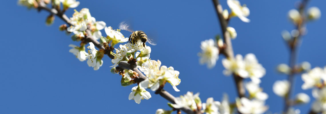 Schlehenblüte auf dem Erlebnis Bauernhof in Waldmössingen